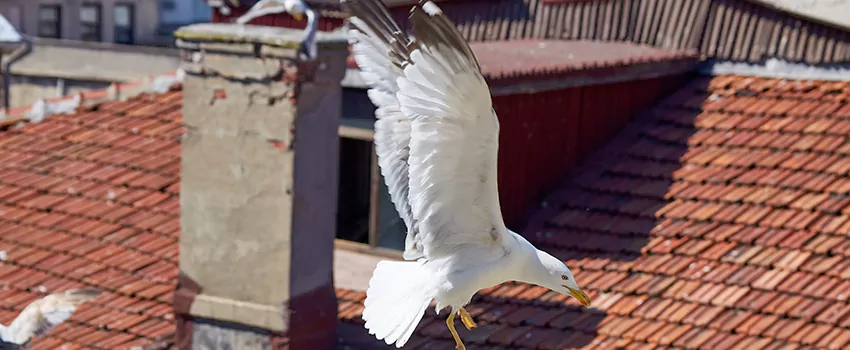 Residential Chimney Animal Removal Solution in North Potomac, MD